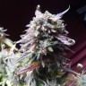 Семена каннабиса Auto Blueberry Bliss feminised GanjaLiveSeeds