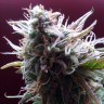 Недорогие семена конопли Auto Blueberry Bliss feminised GanjaLiveSeeds