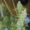Семена марихуаны Eleven Roses feminised GanjaLiveSeeds Fast Version