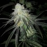 Семена конопли Eleven Roses feminised GanjaLiveSeeds Fast Version
