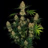 семена сортовой конопли Auto Hindu Kush feminised Ganja Live Seeds