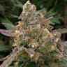 Семена конопли Auto Big Devil XL feminised GanjaLiveSeeds