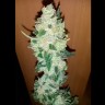 Семена конопли недорого Auto Big Devil XL feminised GanjaLiveSeeds