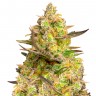 Качественные семена марихуаны Auto Big Devil XL feminised GanjaLiveSeeds