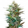 Семена конопли оптом Auto Big Devil XL feminised GanjaLiveSeeds