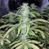 Недорогие семена марихуаны Auto Blueberry x Blue Mystic feminised GanjaLiveSeeds
