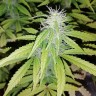 Качественные семена марихуаны Auto Blueberry x Blue Mystic feminised GanjaLiveSeeds