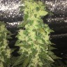 Семена марихуаны недорого Auto Blueberry x Blue Mystic feminised GanjaLiveSeeds