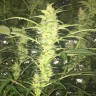 Купить семена каннабиса Auto Blueberry x Blue Mystic feminised GanjaLiveSeeds