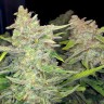 Семена автофемов купить Auto Blueberry x Blue Mystic feminised GanjaLiveSeeds