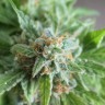 Семена конопли недорого Vertigo feminised Ganja Seeds