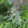 Семена конопли в России Vertigo feminised Ganja Seeds