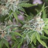 Качественные семена конопли Vertigo feminised Ganja Seeds