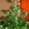 семена конопли аутдор Auto Jack Herer feminised Ganja Live Seeds