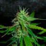 семена конопли гидропоники Auto Jack Herer feminised Ganja Live Seeds