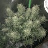 Семена марихуаны Auto Bomb feminised GanjaLiveSeeds