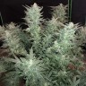 Качественные семена конопли Auto Bomb feminised GanjaLiveSeeds