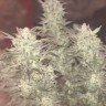 Качественные семена марихуаны Auto Bomb feminised GanjaLiveSeeds