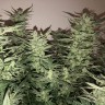 Семена марихуаны оптом Auto Bomb feminised GanjaLiveSeeds