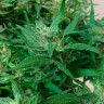 мощные семена конопли Auto Kali Mist feminised Ganja Live Seeds