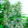 семена конопли сорта сатива Auto Kali Mist feminised Ganja Live Seeds