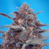 Семена конопли Auto Devil Cream feminised GanjaLiveSeeds