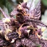 Недорогие семена конопли Auto Devil Cream feminised GanjaLiveSeeds