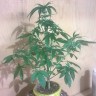 Семена конопли недорого Auto Bubblelicious feminised GanjaLiveSeeds