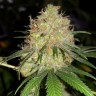 Недорогие семена конопли Auto Bubblelicious feminised GanjaLiveSeeds