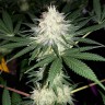 Семена марихуаны недорого Auto Bubblelicious feminised GanjaLiveSeeds