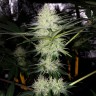 Недорогие семена марихуаны Auto Bubblelicious feminised GanjaLiveSeeds