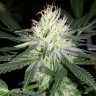 Качественные семена марихуаны Auto Bubblelicious feminised GanjaLiveSeeds