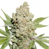 купить семенам конопли Auto Magnesia Haze feminised Ganja Seeds
