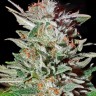 семена конопли почтой Auto Magnesia Haze feminised Ganja Seeds