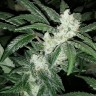 заказать семена конопли Blue Queen feminised