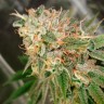 семена конопли Cookies Kush feminised