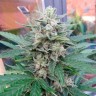 Семена конопли Auto Blue Mazar feminised Ganja Seeds
