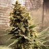 Семена марихуаны недорого Auto Chocolope feminised GanjaLiveSeeds
