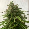 семена конопли интернете Auto Mandarine feminised Ganja Seeds