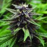 хорошие семена конопли Auto Purple Kush feminised Ganja Seeds