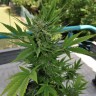 семена конопли Киев Auto Lowryder2 feminised Ganja Live Seeds