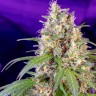 Семена марихуаны Auto Crystal Candy feminised Ganja Seeds