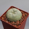 Купить семена Lophophora diffusa var. lutea