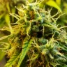 Семена конопли недорого Auto Jet 47 feminised GanjaLiveSeeds