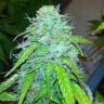 Качественные семена марихуаны Auto Jet 47 feminised GanjaLiveSeeds
