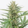 семенам конопли Auto Medical CBD feminised Ganja Seeds