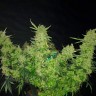 купить семена конопли Auto Medical CBD feminised Ganja Seeds