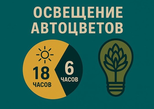 Какой режим освещения для автоцветов оптимален?