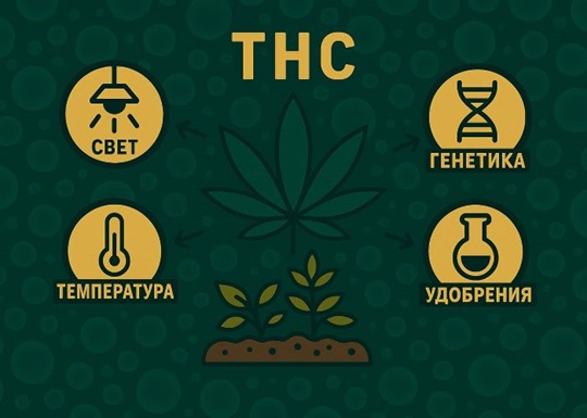 ТГК на максимум: как вырастить убойный каннабис