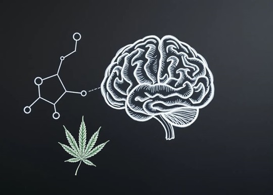 ЭКС, каннабиноиды и эндоканнабиноиды